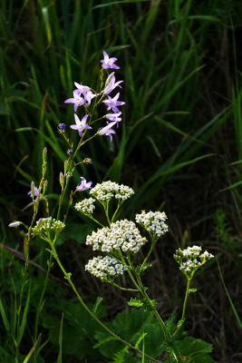 Collection Nature